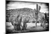 ¡Viva Mexico! B&W Collection - Mexican Cactus-Philippe Hugonnard-Mounted Photographic Print