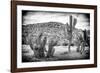 ¡Viva Mexico! B&W Collection - Mexican Cactus-Philippe Hugonnard-Framed Photographic Print