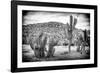 ¡Viva Mexico! B&W Collection - Mexican Cactus-Philippe Hugonnard-Framed Photographic Print