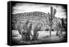 ¡Viva Mexico! B&W Collection - Mexican Cactus-Philippe Hugonnard-Framed Stretched Canvas