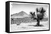 ¡Viva Mexico! B&W Collection - Mexican Desert-Philippe Hugonnard-Framed Stretched Canvas