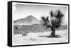 ¡Viva Mexico! B&W Collection - Mexican Desert-Philippe Hugonnard-Framed Stretched Canvas