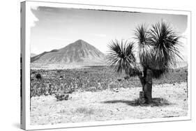 ¡Viva Mexico! B&W Collection - Mexican Desert-Philippe Hugonnard-Stretched Canvas