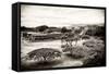 ¡Viva Mexico! B&W Collection - Monte Alban Pyramids III-Philippe Hugonnard-Framed Stretched Canvas