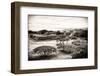 ¡Viva Mexico! B&W Collection - Monte Alban Pyramids III-Philippe Hugonnard-Framed Photographic Print