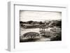 ¡Viva Mexico! B&W Collection - Monte Alban Pyramids III-Philippe Hugonnard-Framed Photographic Print