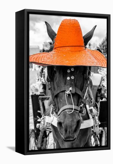 ¡Viva Mexico! B&W Collection - Portrait of Horse with Orange Hat-Philippe Hugonnard-Framed Stretched Canvas