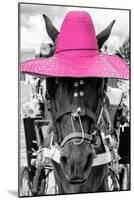 ¡Viva Mexico! B&W Collection - Portrait of Horse with Pink Hat-Philippe Hugonnard-Mounted Photographic Print