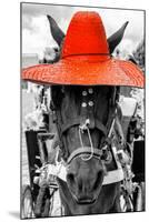 ¡Viva Mexico! B&W Collection - Portrait of Horse with Red Hat-Philippe Hugonnard-Mounted Photographic Print