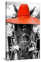 ¡Viva Mexico! B&W Collection - Portrait of Horse with Red Hat-Philippe Hugonnard-Stretched Canvas