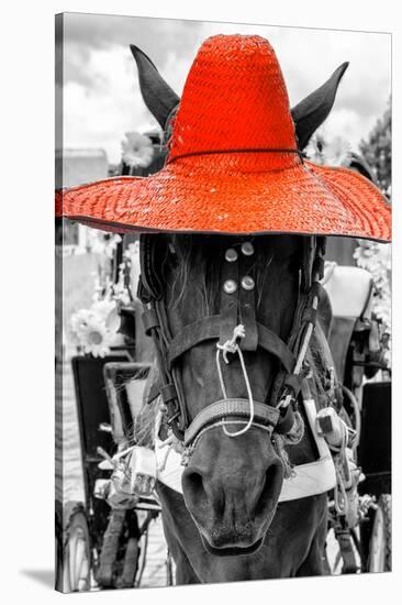 ¡Viva Mexico! B&W Collection - Portrait of Horse with Red Hat-Philippe Hugonnard-Stretched Canvas