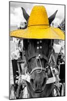 ¡Viva Mexico! B&W Collection - Portrait of Horse with Yellow Hat-Philippe Hugonnard-Mounted Photographic Print