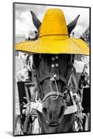 ¡Viva Mexico! B&W Collection - Portrait of Horse with Yellow Hat-Philippe Hugonnard-Mounted Photographic Print