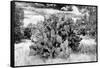 ¡Viva Mexico! B&W Collection - Prickly Pear Cactus II-Philippe Hugonnard-Framed Stretched Canvas
