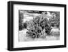 ¡Viva Mexico! B&W Collection - Prickly Pear Cactus II-Philippe Hugonnard-Framed Photographic Print