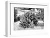 ¡Viva Mexico! B&W Collection - Prickly Pear Cactus II-Philippe Hugonnard-Framed Photographic Print