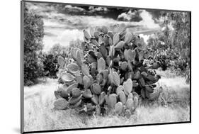 ¡Viva Mexico! B&W Collection - Prickly Pear Cactus II-Philippe Hugonnard-Mounted Photographic Print