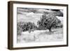 ¡Viva Mexico! B&W Collection - Prickly Pear Cactus-Philippe Hugonnard-Framed Photographic Print