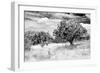 ¡Viva Mexico! B&W Collection - Prickly Pear Cactus-Philippe Hugonnard-Framed Photographic Print