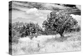 ¡Viva Mexico! B&W Collection - Prickly Pear Cactus-Philippe Hugonnard-Stretched Canvas