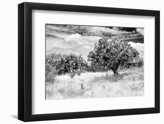 ¡Viva Mexico! B&W Collection - Prickly Pear Cactus-Philippe Hugonnard-Framed Photographic Print