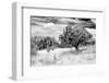 ¡Viva Mexico! B&W Collection - Prickly Pear Cactus-Philippe Hugonnard-Framed Photographic Print