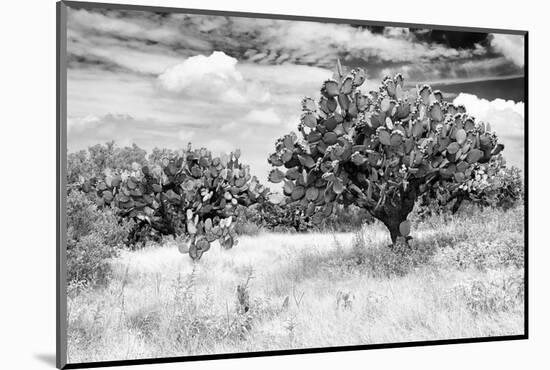 ¡Viva Mexico! B&W Collection - Prickly Pear Cactus-Philippe Hugonnard-Mounted Photographic Print