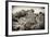 ¡Viva Mexico! B&W Collection - Pyramid in Mayan City of Calakmul III-Philippe Hugonnard-Framed Photographic Print