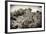 ¡Viva Mexico! B&W Collection - Pyramid in Mayan City of Calakmul III-Philippe Hugonnard-Framed Photographic Print