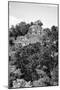 ¡Viva Mexico! B&W Collection - Pyramid in Mayan City of Calakmul VIII-Philippe Hugonnard-Mounted Photographic Print