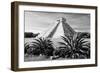 ¡Viva Mexico! B&W Collection - Pyramid of Chichen Itza II-Philippe Hugonnard-Framed Photographic Print