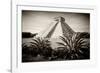 ¡Viva Mexico! B&W Collection - Pyramid of Chichen Itza-Philippe Hugonnard-Framed Photographic Print