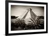 ¡Viva Mexico! B&W Collection - Pyramid of Chichen Itza-Philippe Hugonnard-Framed Photographic Print