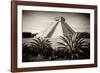 ¡Viva Mexico! B&W Collection - Pyramid of Chichen Itza-Philippe Hugonnard-Framed Photographic Print