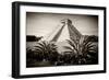 ¡Viva Mexico! B&W Collection - Pyramid of Chichen Itza-Philippe Hugonnard-Framed Photographic Print