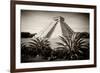 ¡Viva Mexico! B&W Collection - Pyramid of Chichen Itza-Philippe Hugonnard-Framed Photographic Print