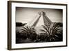 ¡Viva Mexico! B&W Collection - Pyramid of Chichen Itza-Philippe Hugonnard-Framed Photographic Print