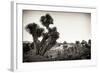 ¡Viva Mexico! B&W Collection - Pyramid of Puebla IX (Cantona Ruins)-Philippe Hugonnard-Framed Photographic Print