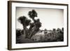 ¡Viva Mexico! B&W Collection - Pyramid of Puebla IX (Cantona Ruins)-Philippe Hugonnard-Framed Photographic Print