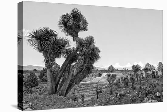 ¡Viva Mexico! B&W Collection - Pyramid of Puebla VIII (Cantona Ruins)-Philippe Hugonnard-Stretched Canvas