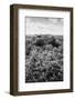 ¡Viva Mexico! B&W Collection - Ruins of the ancient Mayan city of Calakmul II-Philippe Hugonnard-Framed Photographic Print