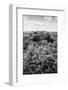 ¡Viva Mexico! B&W Collection - Ruins of the ancient Mayan city of Calakmul II-Philippe Hugonnard-Framed Photographic Print
