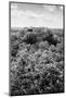 ¡Viva Mexico! B&W Collection - Ruins of the ancient Mayan city of Calakmul II-Philippe Hugonnard-Mounted Photographic Print