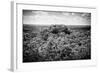 ¡Viva Mexico! B&W Collection - Ruins of the ancient Mayan city of Calakmul-Philippe Hugonnard-Framed Photographic Print