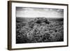 ¡Viva Mexico! B&W Collection - Ruins of the ancient Mayan city of Calakmul-Philippe Hugonnard-Framed Photographic Print