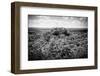 ¡Viva Mexico! B&W Collection - Ruins of the ancient Mayan city of Calakmul-Philippe Hugonnard-Framed Photographic Print