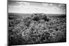 ¡Viva Mexico! B&W Collection - Ruins of the ancient Mayan city of Calakmul-Philippe Hugonnard-Mounted Photographic Print