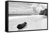?Viva Mexico! B&W Collection - Tree Trunk on a Caribbean Beach II-Philippe Hugonnard-Framed Stretched Canvas