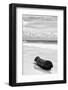 ?Viva Mexico! B&W Collection - Tree Trunk on a Caribbean Beach III-Philippe Hugonnard-Framed Photographic Print