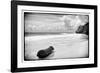 ¡Viva Mexico! B&W Collection - Tree Trunk on a Caribbean Beach-Philippe Hugonnard-Framed Photographic Print